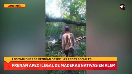 Frenan apeo ilegal de maderas nativas en Alem
