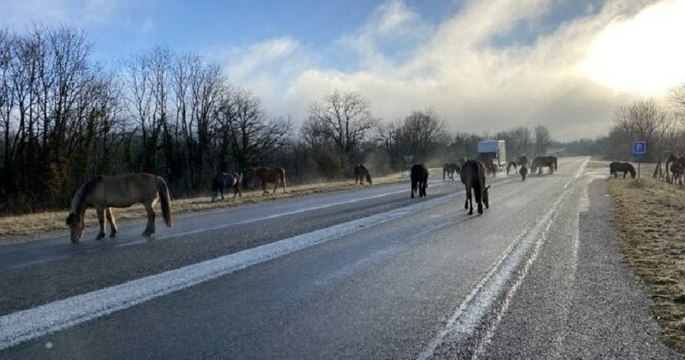 Dans le Jura, une quinzaine de chevaux ont envahi la route pour lécher le sel de la chaussée