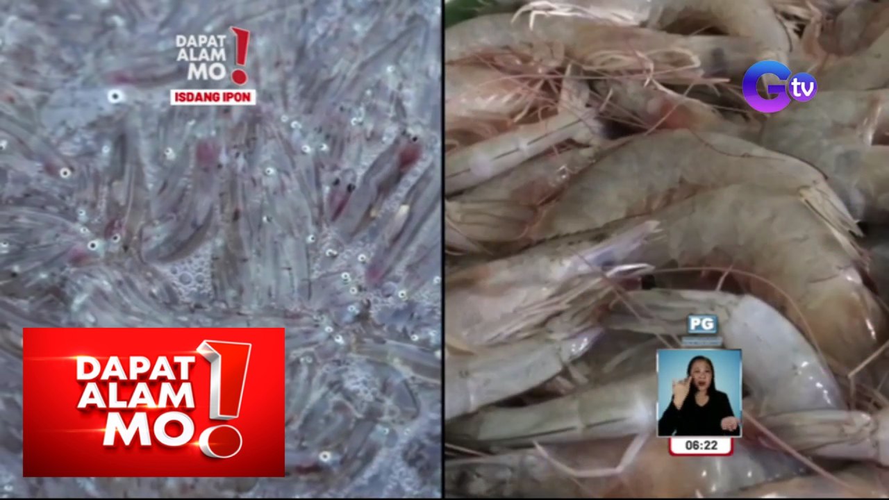 Dapat Alam Mo!: Isdang ipon, misteryosong isda na lumalabas pagkatapos ng kabilugan ng buwan?!