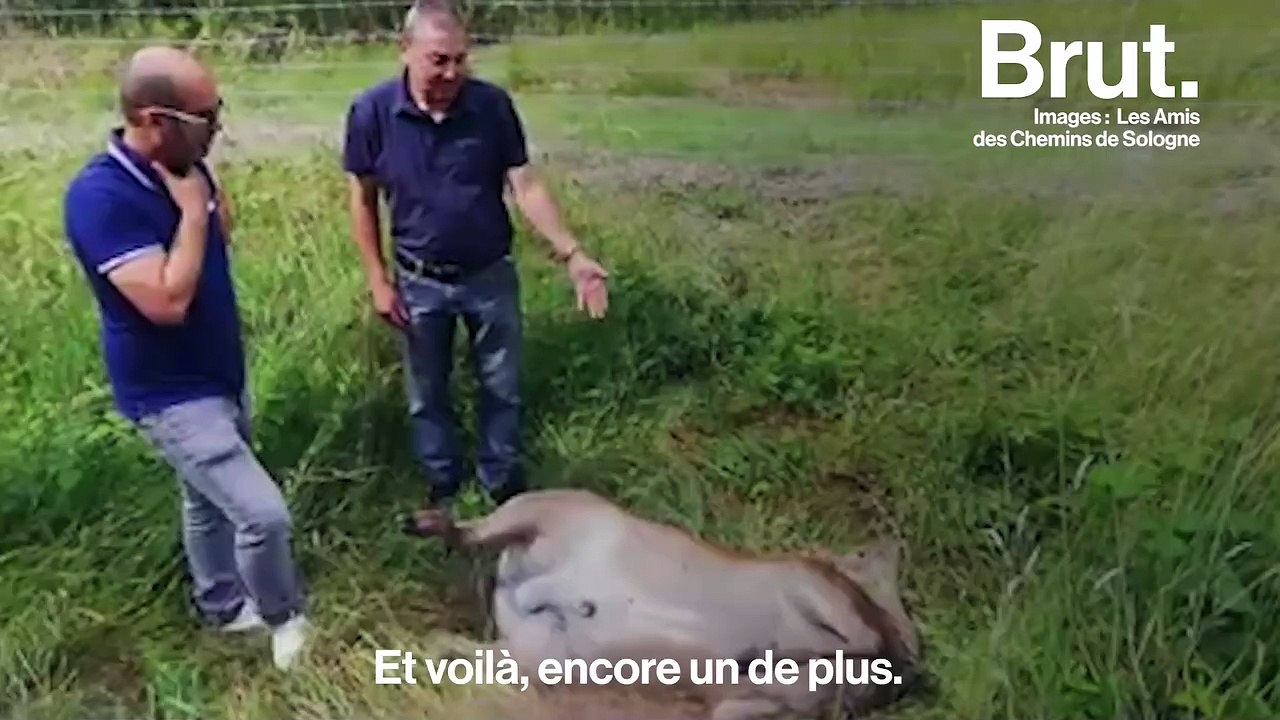 Chasse en enclos en Sologne : "du ball-trap sur cible vivante"