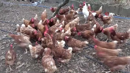 Fiyat farkı daraldı, köy yumurtasına talep arttı