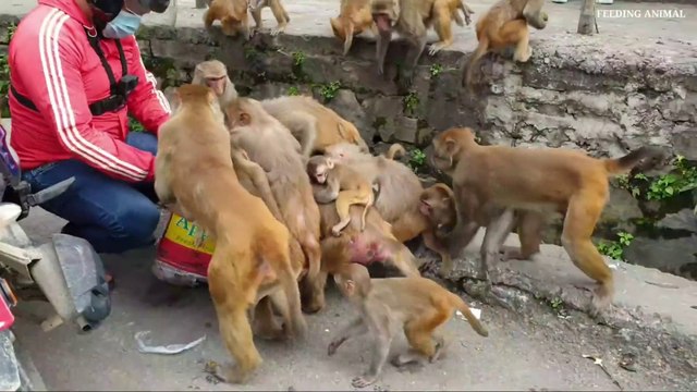 monkey eating mangos and monkeys were very happy | feeding mango to the monkeys | monkey love mangos