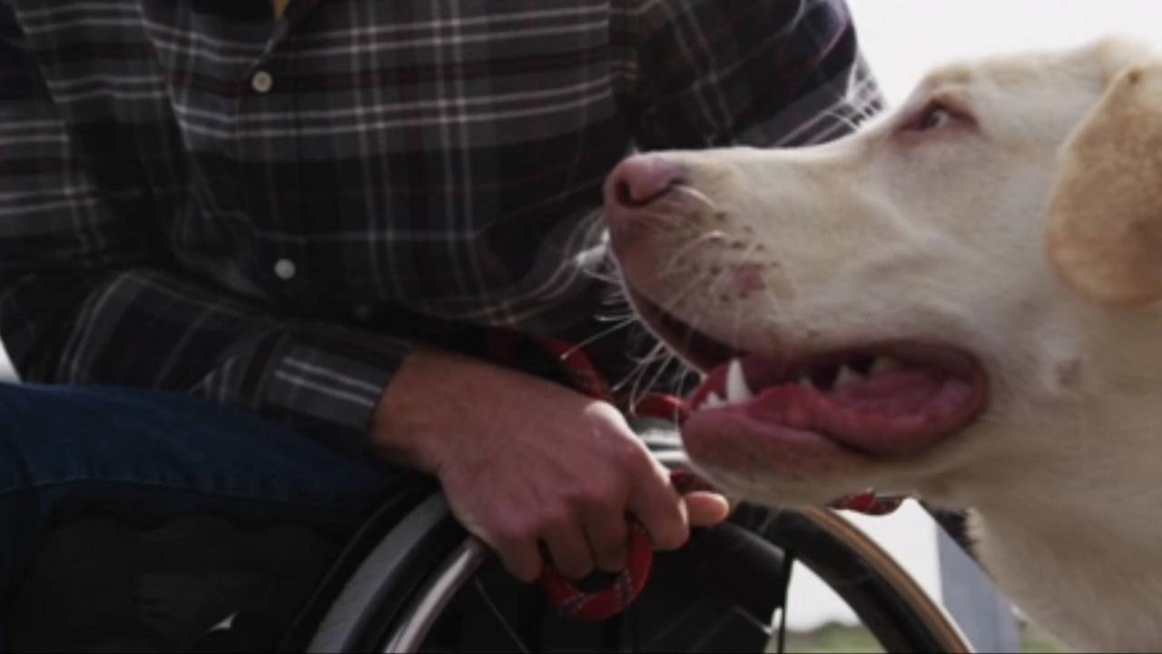 Bilingual Pups? New Study Finds Dogs May Be Able to Detect Different Languages
