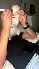 This Cat Loves a Good Ear Scratch