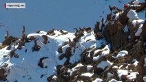 Van'ın Pagan Dağı'nda koruma altına alınan yaban keçilerinin sayısı artıyor