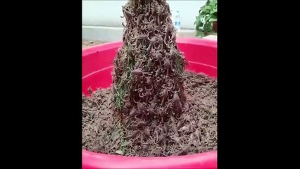 Une fontaine à chocolat... pas vraiment