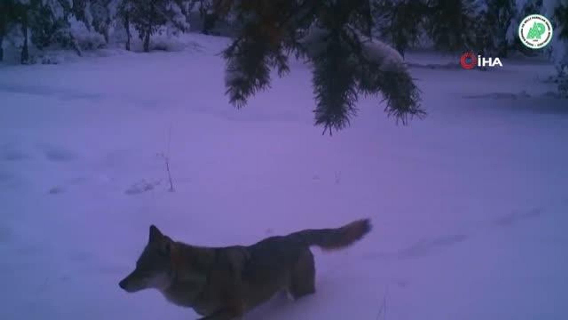 Yaban hayatı fotokapanlara yansıdı