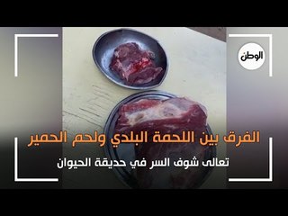 اعرف الفرق بين اللحمة البلدي ولحم الحمير.. تعالى شوف السر في حديقة الحيوان