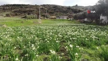 İzmir'i nergis kokusu sardı