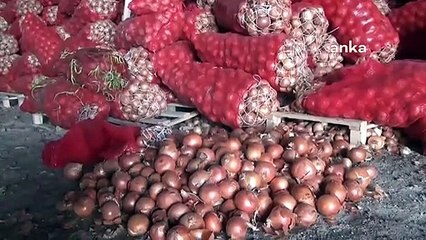 Çorum’da 200 bin ton soğan, çiftçinin elinde kaldı; "Devletimizden sahip çıkmasını istiyoruz"
