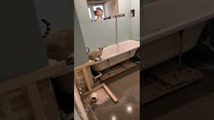 Cats Cause Chaos in Bathroom Being Renovated