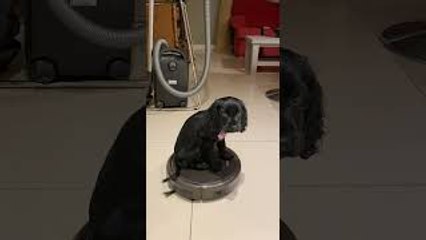 Puppy Takes a Ride on the Roomba