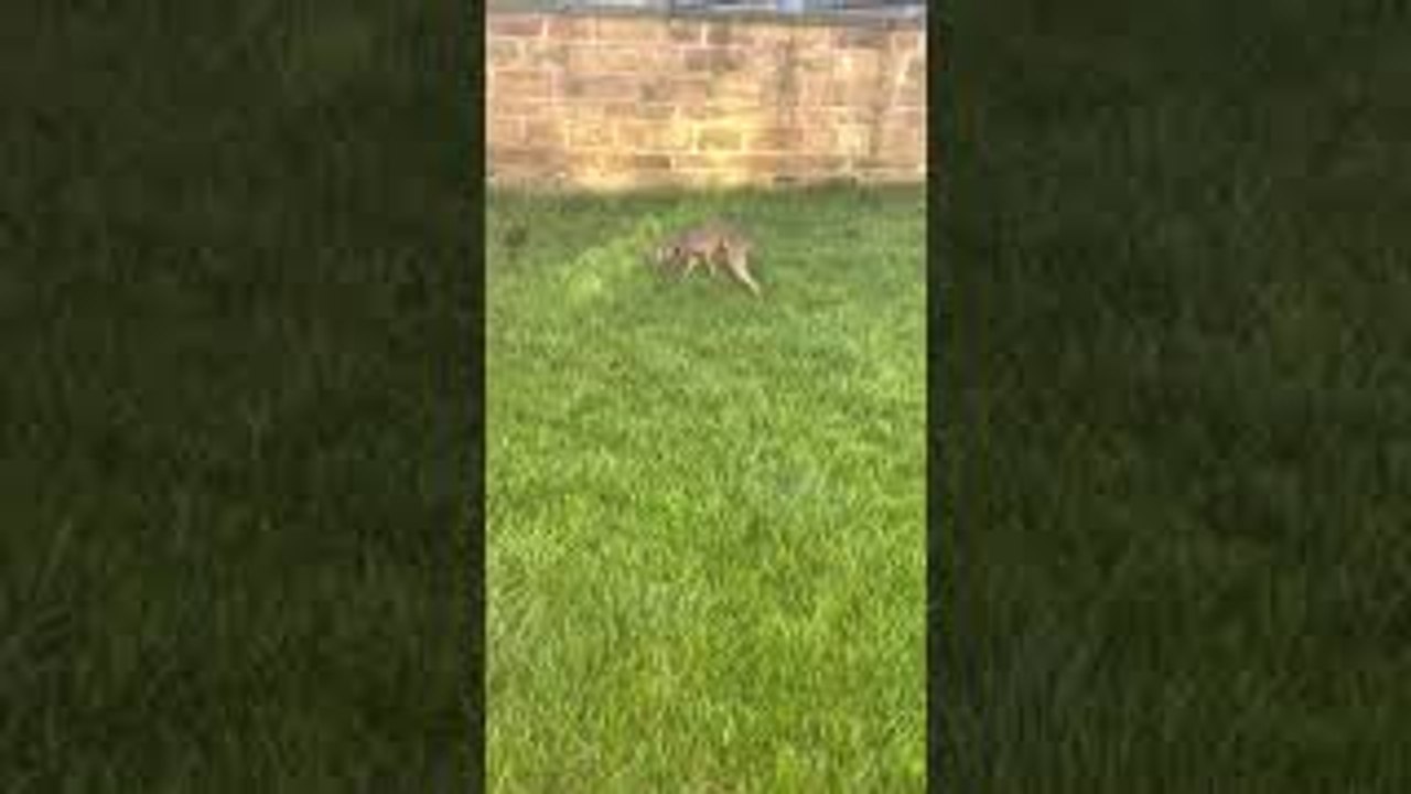 Greyhound Does Handstand on Wet Grass