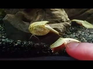 ظهور مخلوقات ثلاثية العيون تعود لعصور ما قبل التاريخ