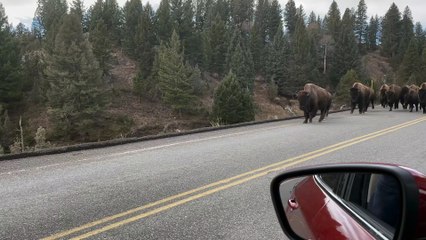 Herd of Bison Gallop Across Bridge