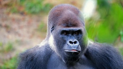 Konuşan Komik Hayvan Videosu 1