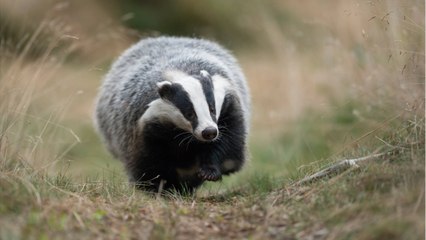 Un blaireau découvre un trésor de l'époque romaine en Espagne