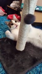 Playful cat playing with toy | Nature Is Amazing