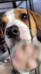 Jack Russel Puppies Play Tug of War With Shoelaces