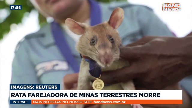 A rata farejadora de minas terrestres Magawa morreu aos oito anos no Camboja. Ela teve uma carreira de cinco anos e se aposentou no ano passado. Por seus serviços prestados, ela ganhou uma medalha de ouro pela bravura salvadora e devoção ao dever .