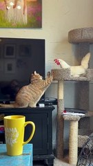 Cat and Chicken Have a Tense Stare Down