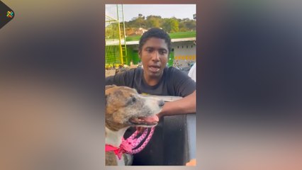 ext-perro-cumpleañero-110122