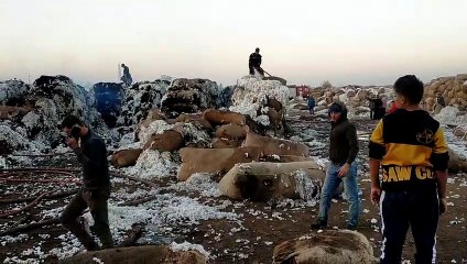 اندلاع حريق هائل فى شونة محلج قطن بالغربية والدفع بقوات الحماية المدنية للسيطرة على النيران