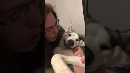 Husky Kisses