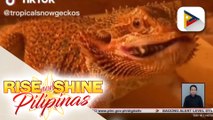 Tamang pag-aalaga sa leopard geckos at bearded dragons, alamin!