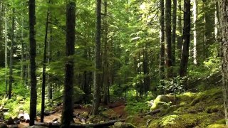 Forest Videos with Ambient and Calm Music - No Copyright Videos - Nature Videos