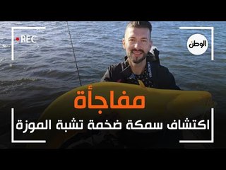 مفاجأة | سمكة كبيرة عملاقة تشبه الموزة