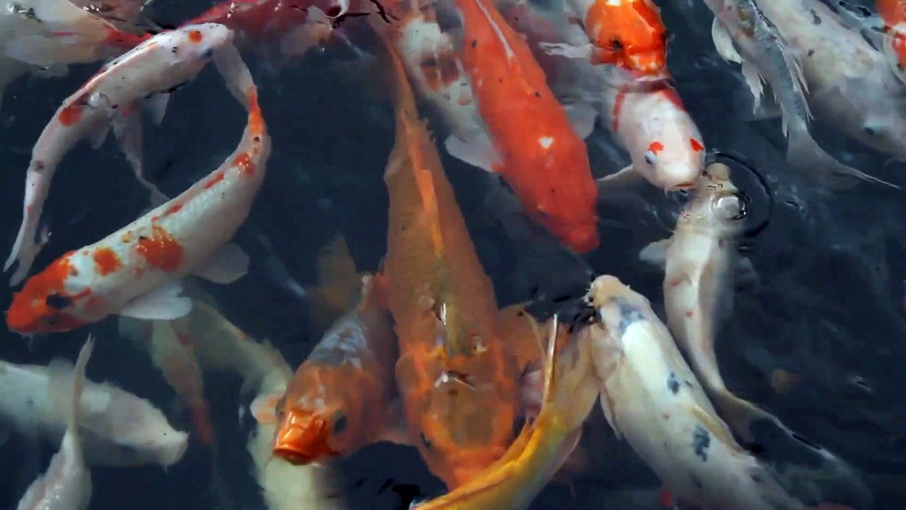 Konuşan Komik Hayvan Videosu 2