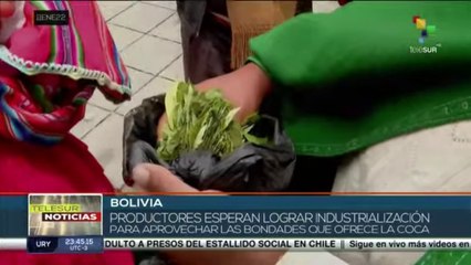 Bolivia: Gobierno iniciará proyectos de industrialización de la hoja de coca