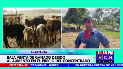 Ganaderos reportan baja venta de ganado debido al aumento del concentrado en la zona central del país