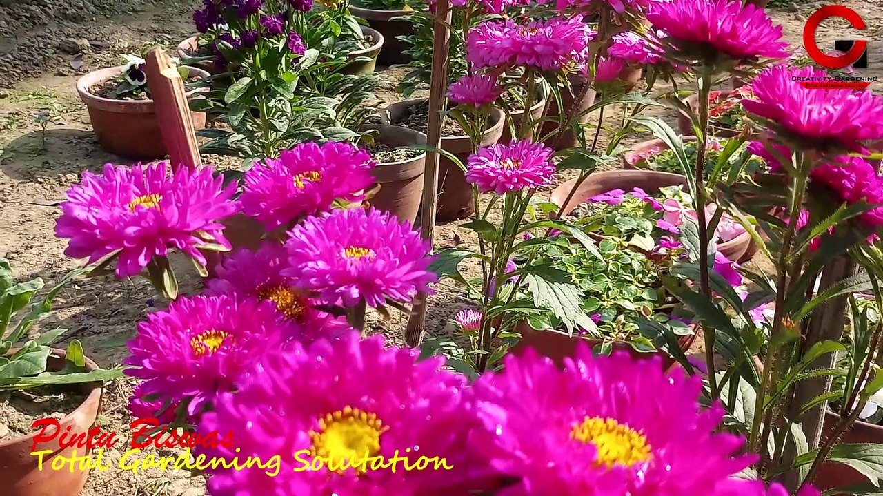 শীতের সমস্ত গাছের জন্য একটা- ই BOOST খাবার