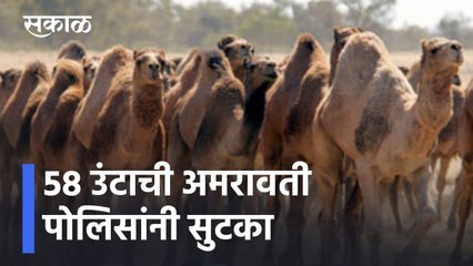 Amravati Latest News Update | 58 उंटाची अमरावती पोलिसांनी सुटका, अमरावती पोलिसांमुळे उंटांना जिवदान