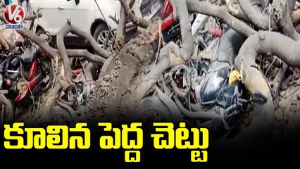 నుమాయిష్ ఎంట్రన్స్ దగ్గర కూలిన భారీ వృక్షం.. Huge Tree Fallen At Numaish Exhibition  _ V6 News