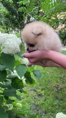 CUTE DOG - CUTE DOG VIDEO 4K - PETS WORLD