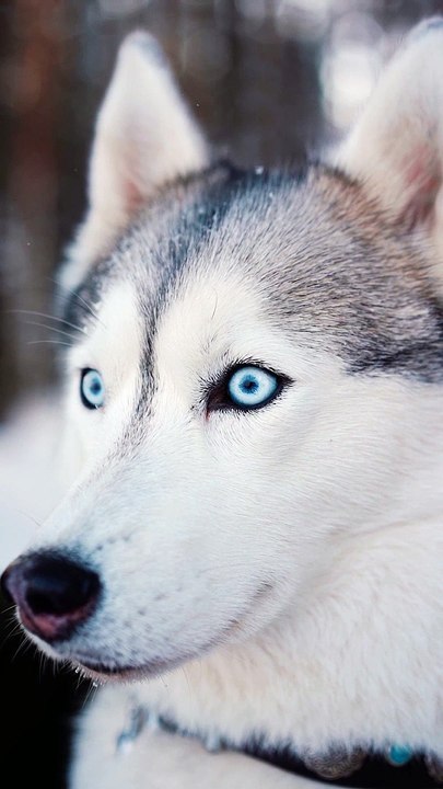 BLUE EYES HUSKY DOG - CUTE DOG VIDEO - PETS WORLD
