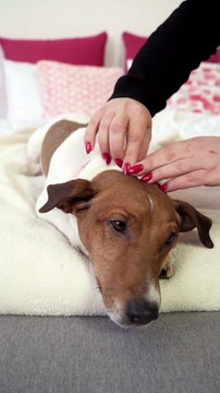 women petting dog on bed - cute dog 4k video - #tiktok #viral