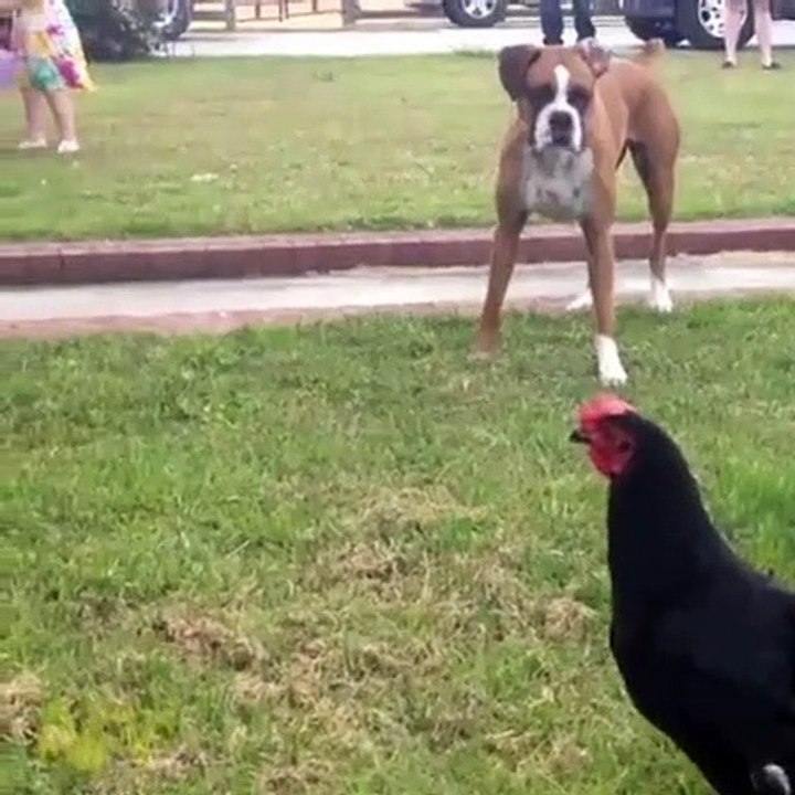 BIRDS ATTACK ON DOG -pets world