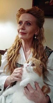 WOMEN PETTING A CUTE CATE - CUTE CATE 4K VIDEO - PETS WORLD #TIKTOK #VIRAL #SHORT