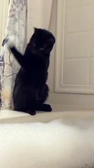 Bubbles Confuse Curious Cat