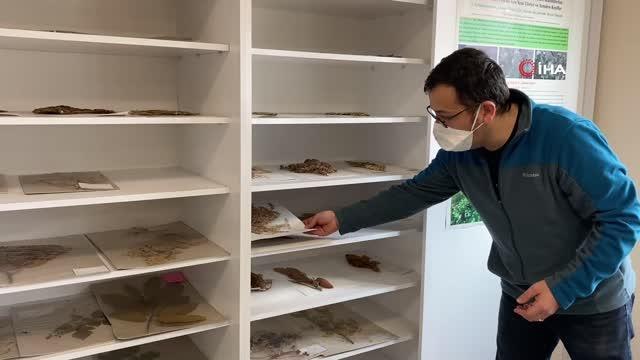 Dünyada ilk kez Yedigöller Milli Parkı'nda görüldü... Yeni bir endemik bitki türü keşfedildi