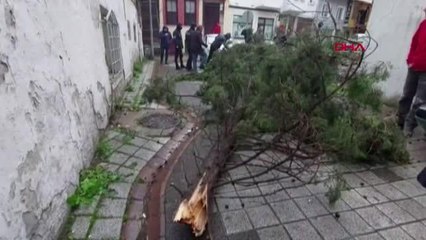 TEKİRDAĞ'DA FIRTINANIN DEVİRDİĞİ AĞAÇ, ARAÇLARA ZARAR VERDİ