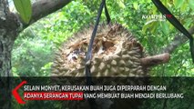 Kebun Durian Rusak Diserang Kera dan Tupai