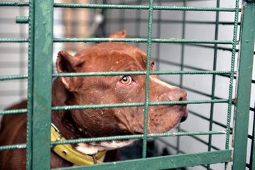 TERK EDİLMİŞ YASAKLI PİTBULL CİNSİ KÖPEĞİ EVE GETİRDİ, ANNESİ POLİSE İHBAR ETTİ