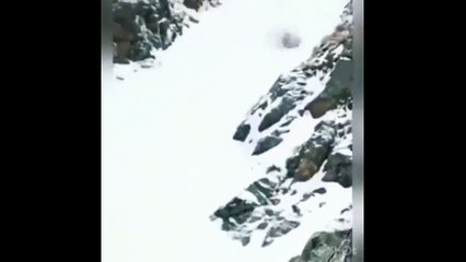 Avcıların vurdukları hayvanların görüntüleri yürekleri dağladı