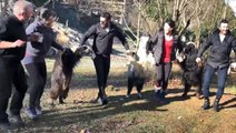 Kendilerini horona kaptırıp keçileri de dahil ettiler! Güldüren anlar kamerada