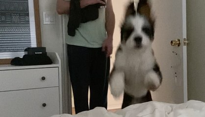 Puppy Dog’s Giant Good Morning Pounce